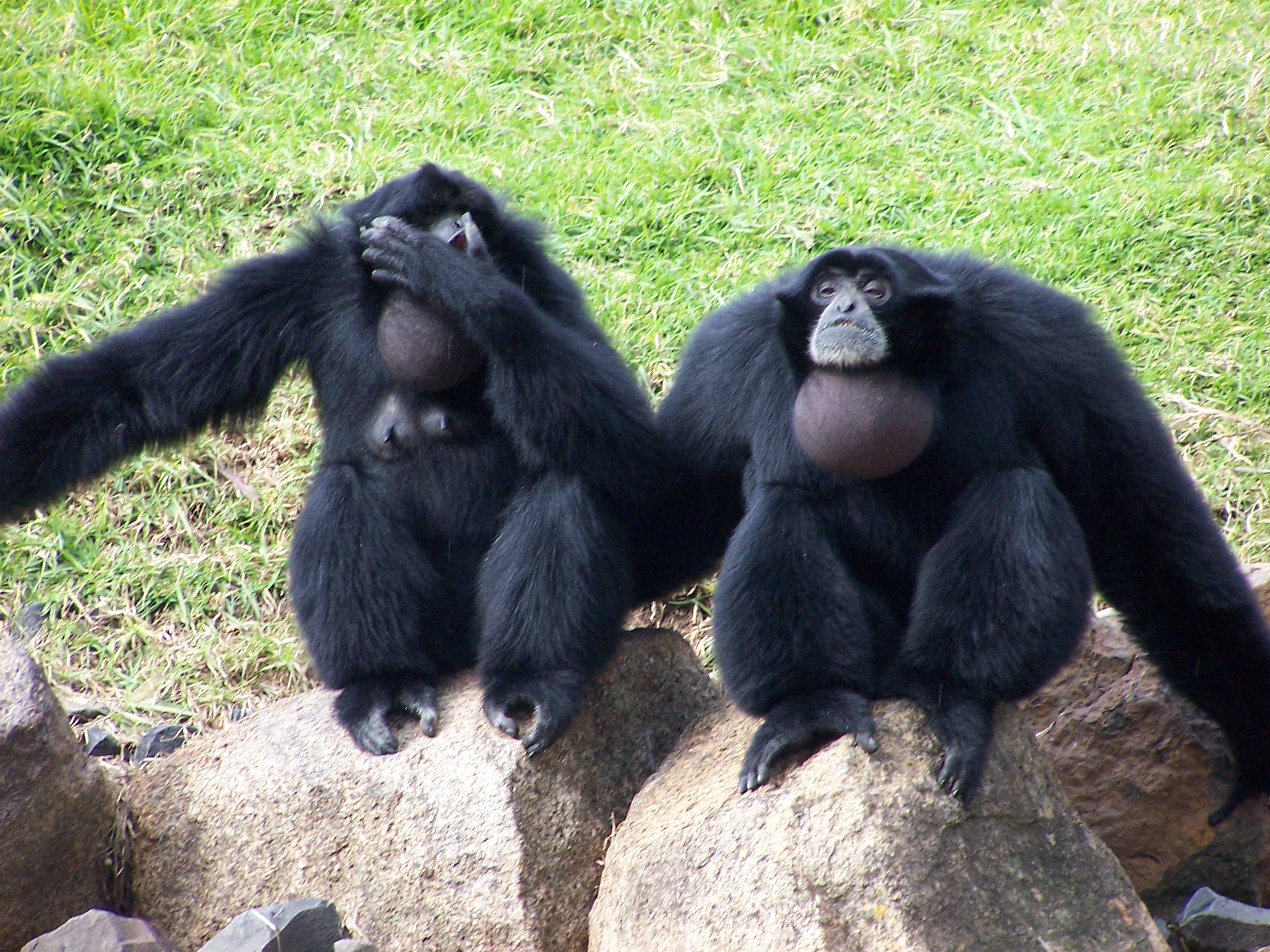 Noisy Gibbons are Black