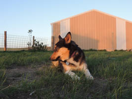 Laika on the lawn