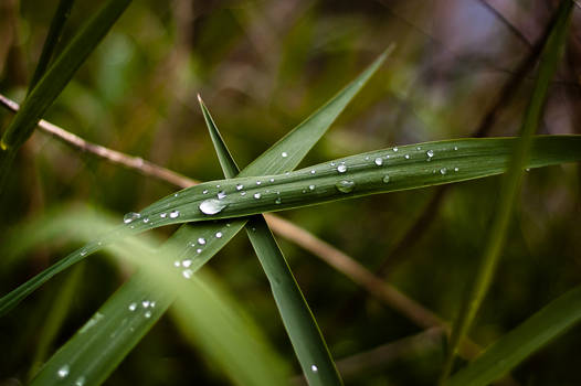 After the Rain