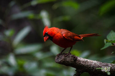 Male Northern Cardinal