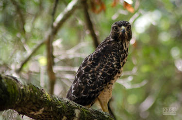 Juvenile Red-shouldered Hawk