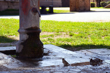 Birds Taking a Bath