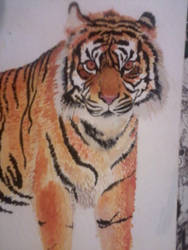 Tiger Watercolor