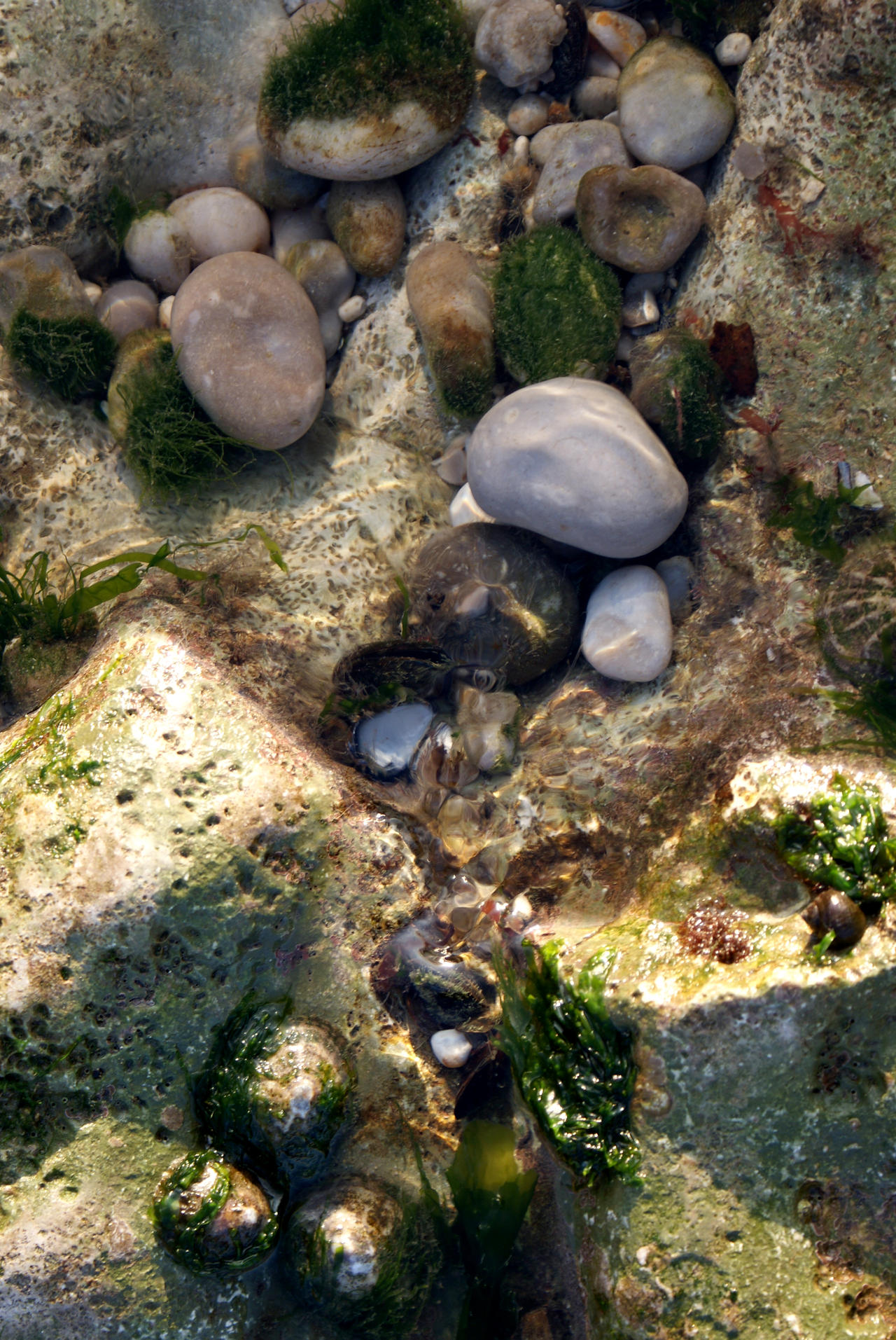 Shell composition by Tripper67 on DeviantArt