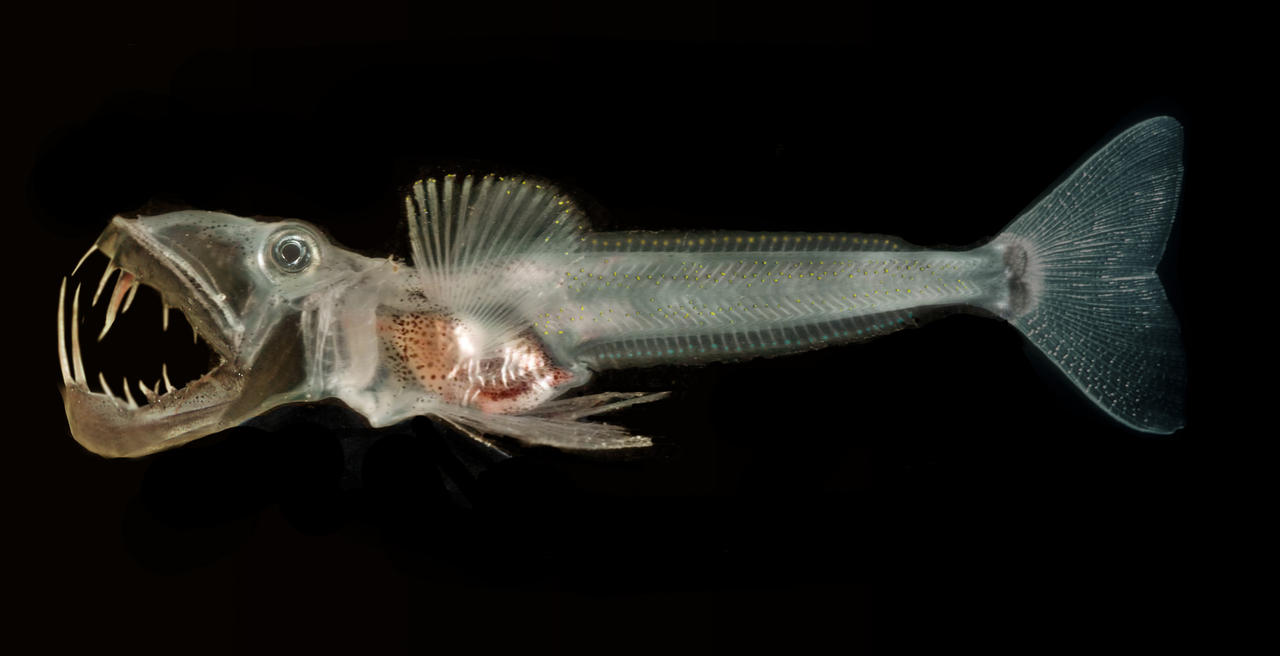 These+are+deep+ocean+fish by Tripper67 on DeviantArt