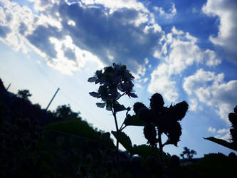 Flowers and sky