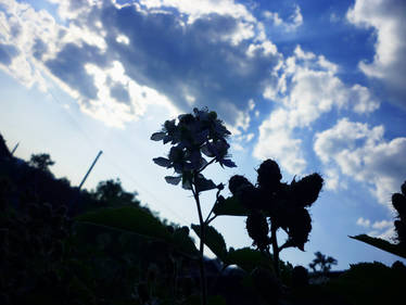 Flowers and sky