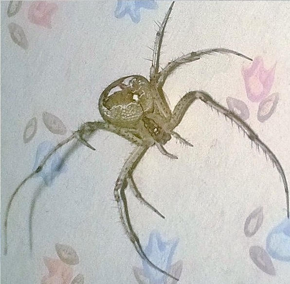 Spider Insect Deviantart Spider 1 (Version 1) by AncientEchidna on DeviantArt
