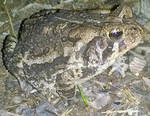 Camouflaged Toad by AncientEchidna