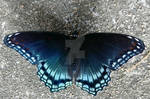 Dark Butterfly (Red-Spotted Purple) by AncientEchidna