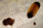 Isabella Tiger Moth 'Wooly Bear' (Shed Mature) by AncientEchidna