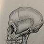 Skull Sketch