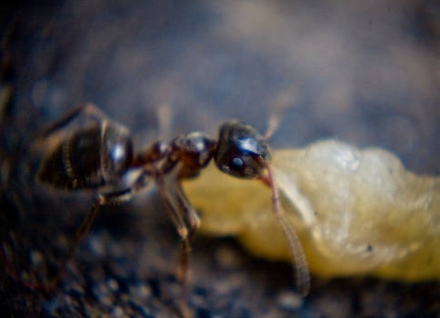 mravenec d