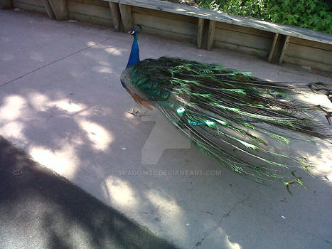 Peacock