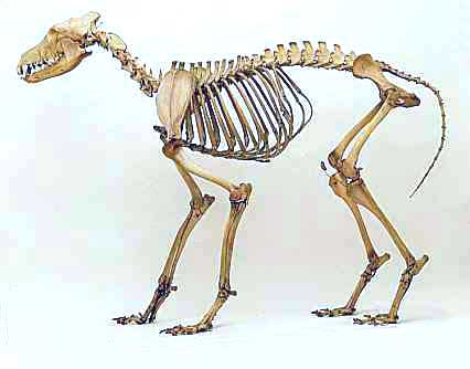 Wolf Skeleton Study