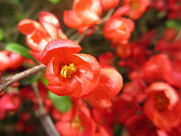 Flowering quince