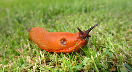 Slug