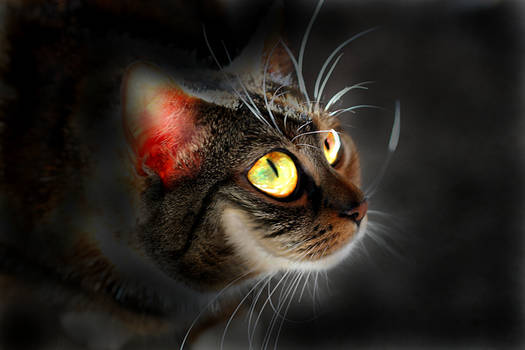 Cheshire Cat, Grinsekatze by Artaner on DeviantArt