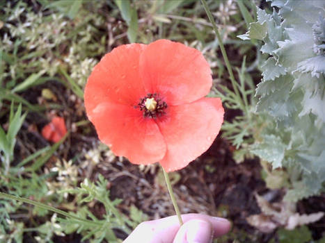 Noch mehr Mohn