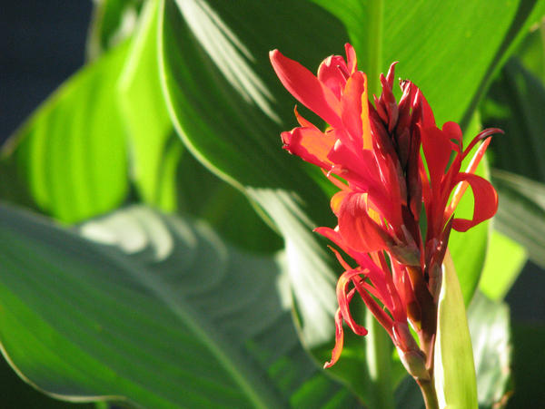 Red Beauty