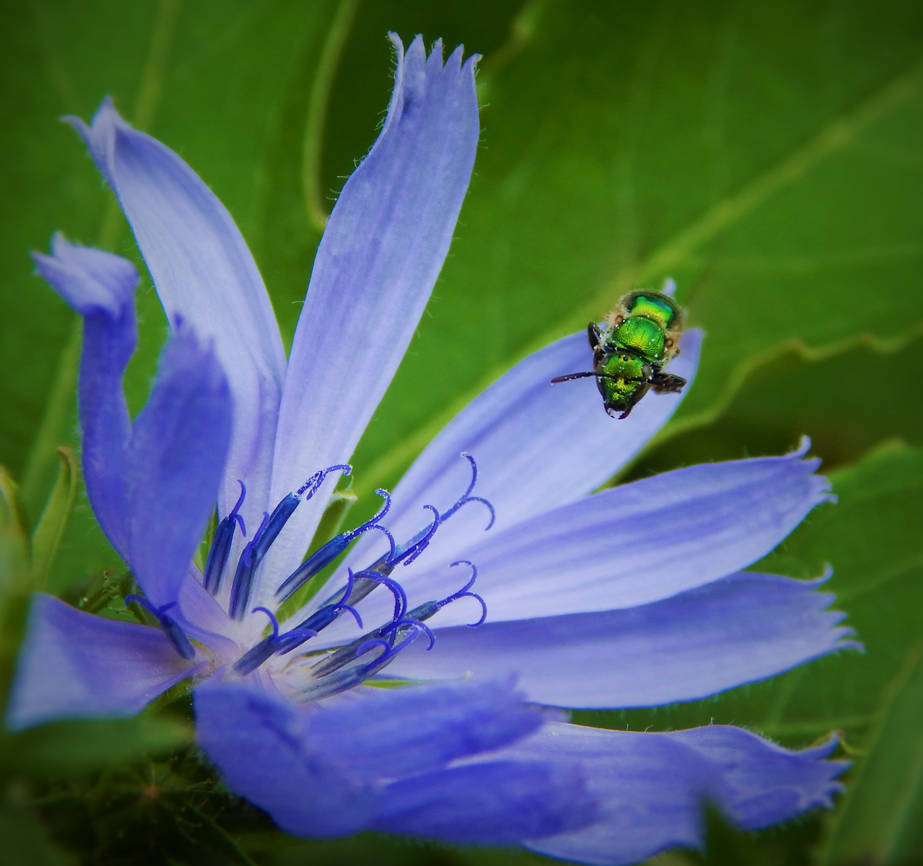 tiny bee face