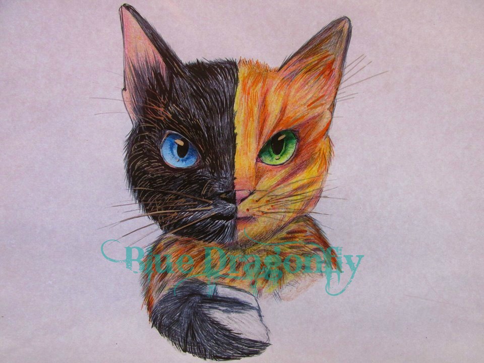 Gato Quimera chimera Cat By BlueDragonfly14 On DeviantArt gato-quimera-chimera-cat-by-bluedragonfly14-on-deviantart