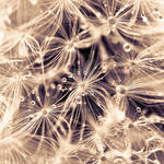 Abstract Nature by dansch
