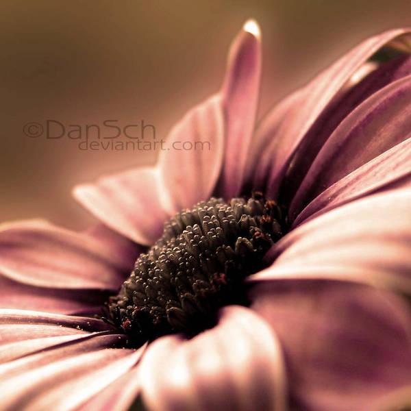Flower for you II by dansch