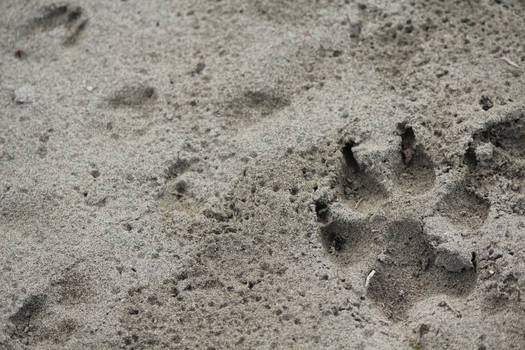 paw print