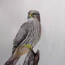 New Zealand Falcon - Acrylic Painting