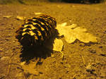 Pine cone by Litejk