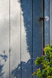 Shed and flowers