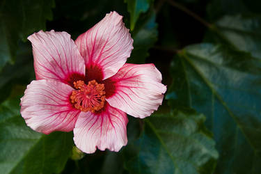 Hibiscus