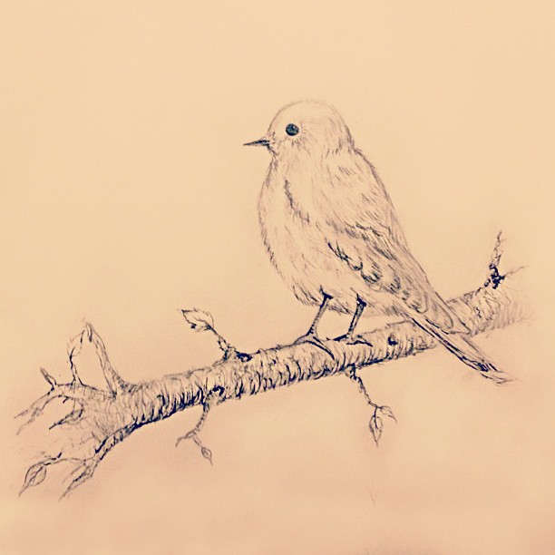 Bird Sketch