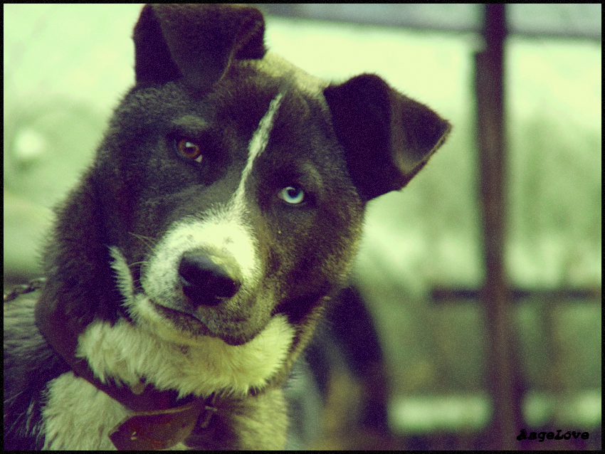 the old man's Husky..