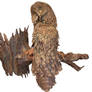 one more owl