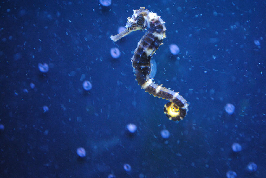 Sea horse