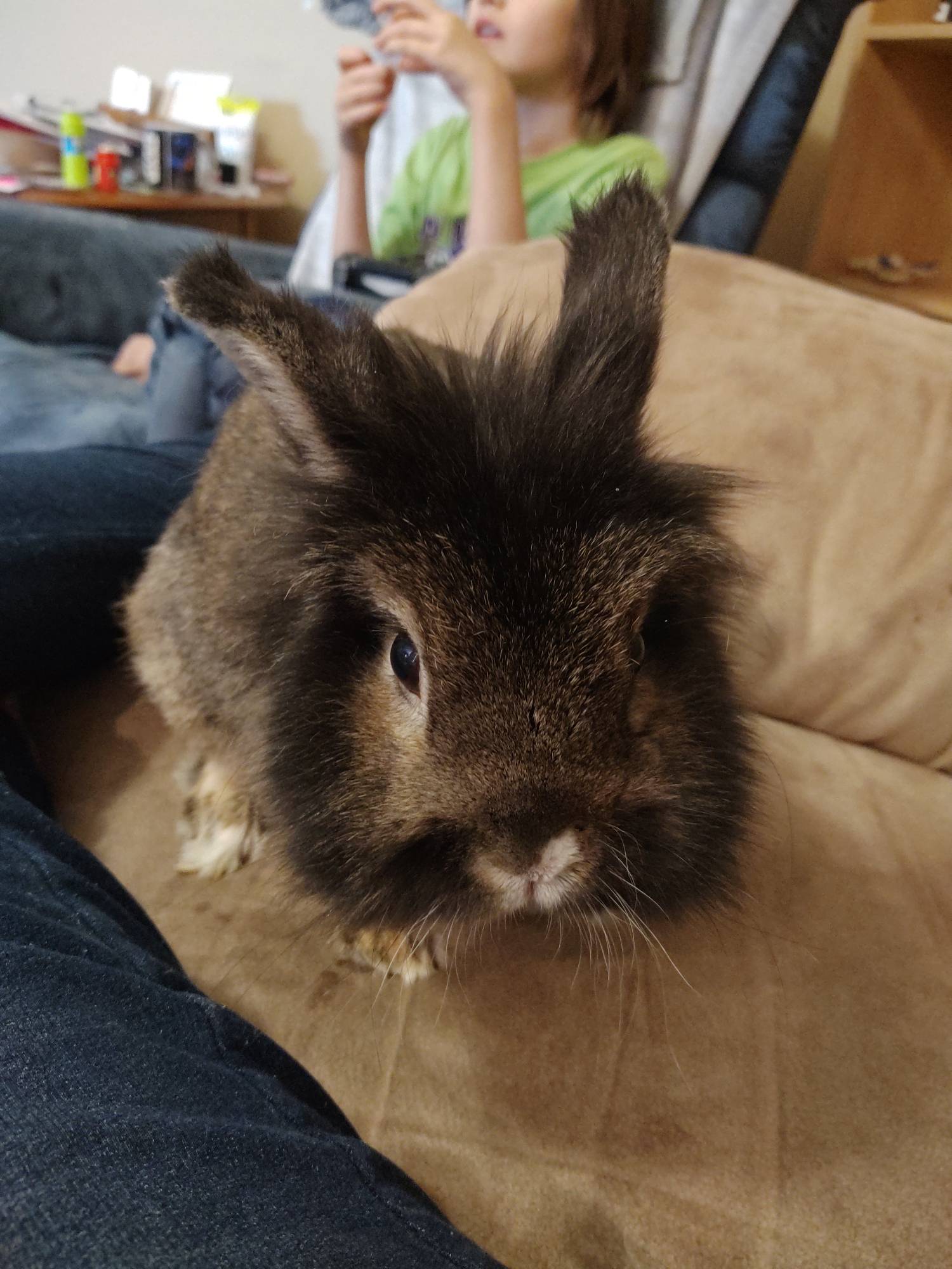 my pet rabbit by ilovecompyters on DeviantArt