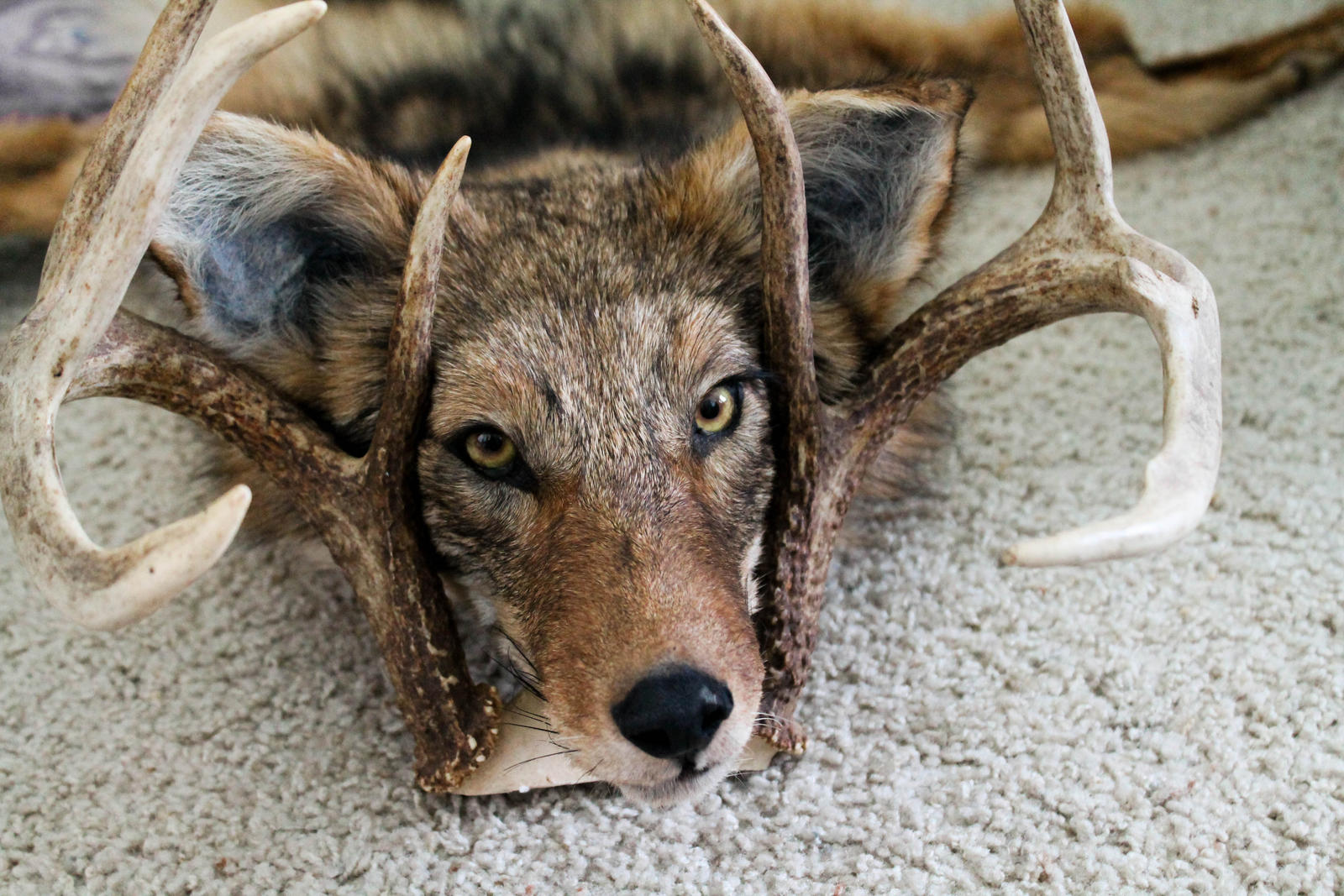 Koda's Antlers