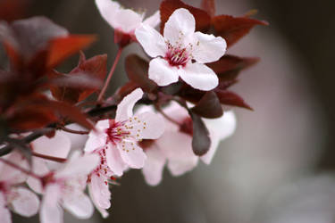 CherryBlossoms3