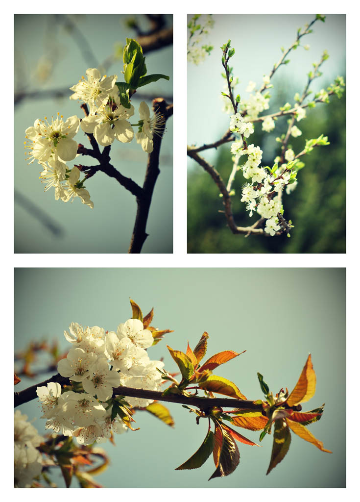 Peach flowers