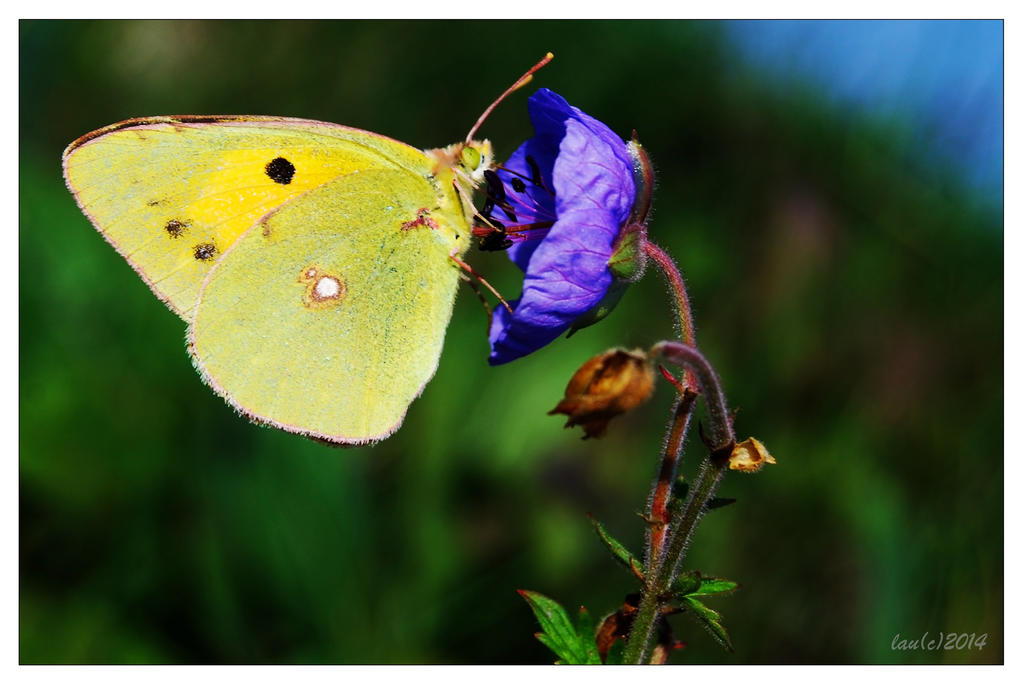 Yellow Butterfly on Blue Flower