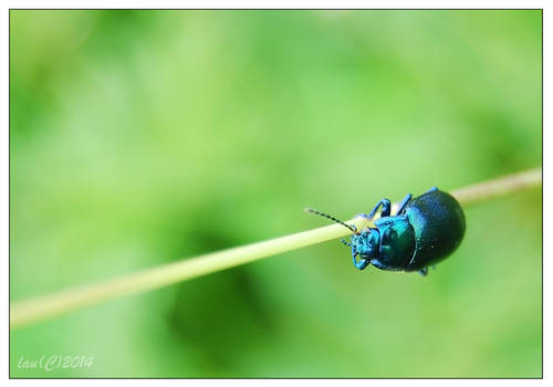 The very blue bug
