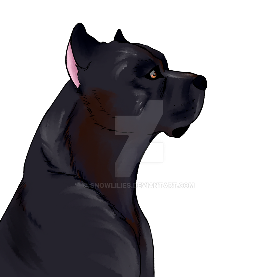 Senza tempo online cane corso preacher