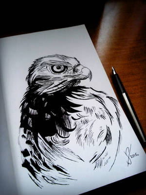 Eagle - ink sketch by EndlessBloody Eagle - ink sketch by EndlessBloody