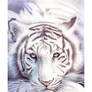 ballpoint pen Art -White Tiger