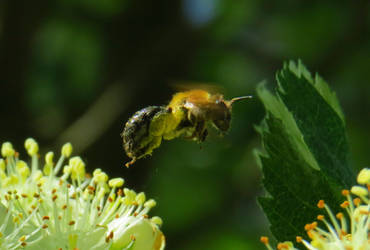 Bee