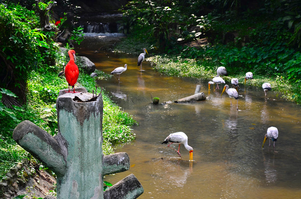 Malaysia - Birds Park - The Guardian
