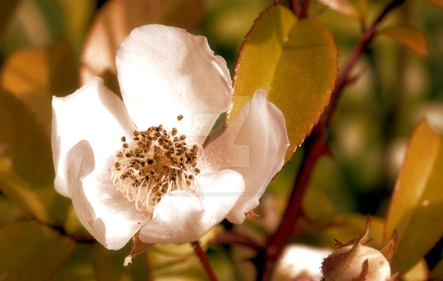 Fleur Rooth Flower 14 by sarah-lou-griffiths on DeviantArt