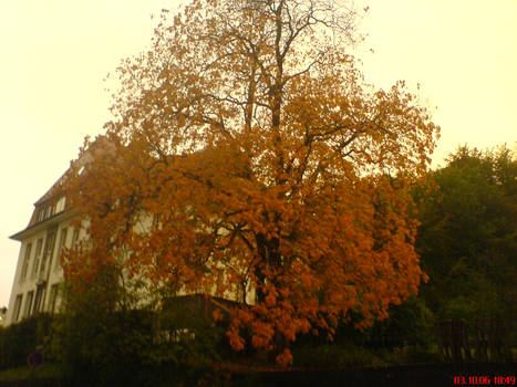 Orange Tree